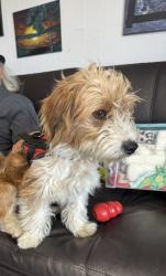 Found/Stray Unknown Dog last seen Off highway 4, Stockton, CA 95203