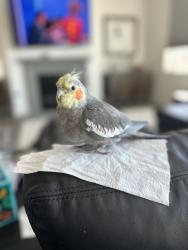 Lost Male Bird last seen Woodhaven and Topanga, San Marcos, CA 92069
