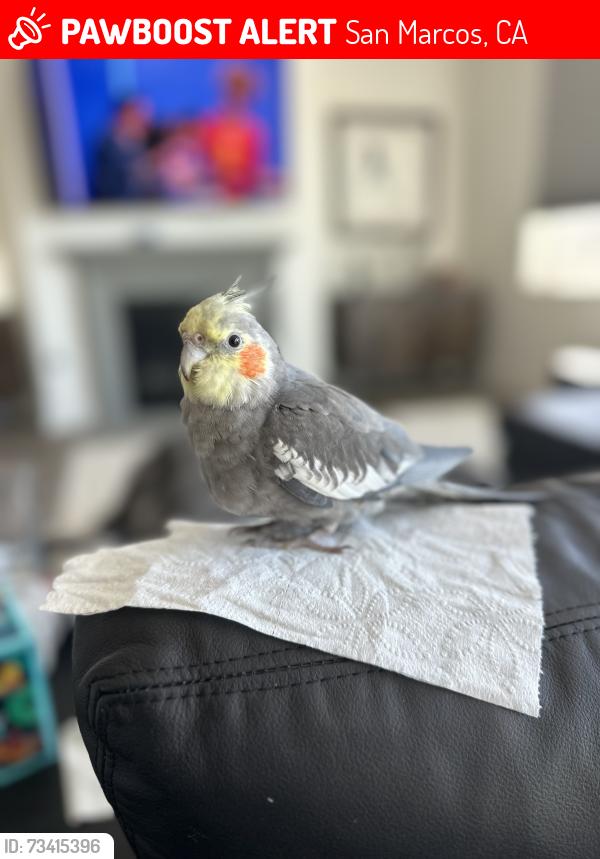 Lost Male Bird last seen Woodhaven and Topanga, San Marcos, CA 92069