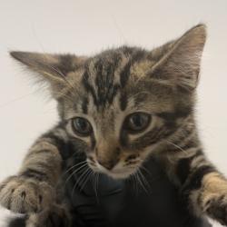Shelter Stray Male Cat last seen Near Fifth Avenue, San Diego, CA, 92103, 5500 Gaines St, San Diego, CA 92110, USA