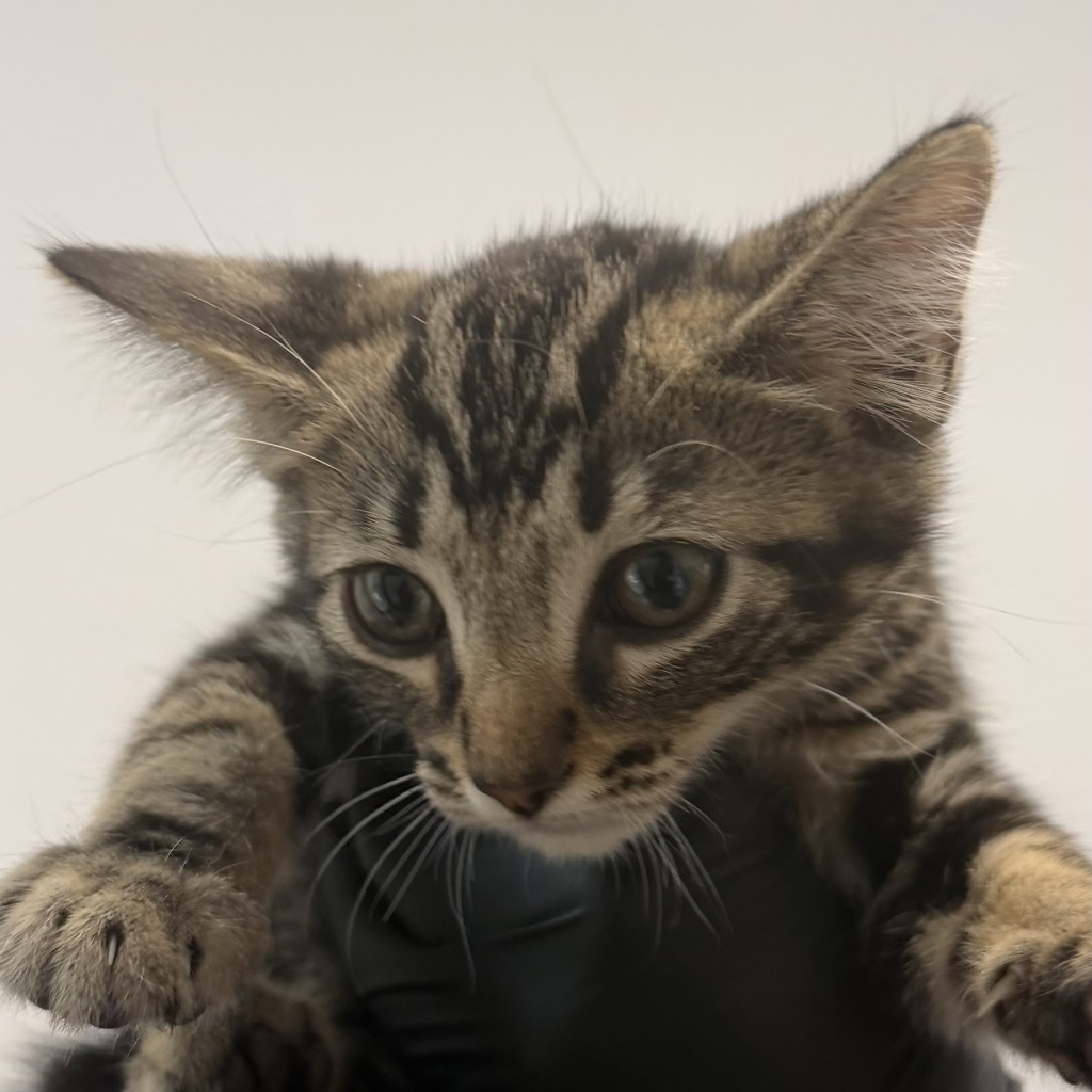 Shelter Stray Male Cat last seen Near Fifth Avenue, San Diego, CA, 92103, 5500 Gaines St, San Diego, CA 92110, USA