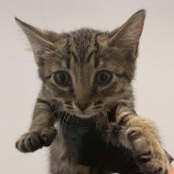 Shelter Stray Female Cat last seen Near Fifth Avenue, San Diego, CA, 92103, 5500 Gaines St, San Diego, CA 92110, USA