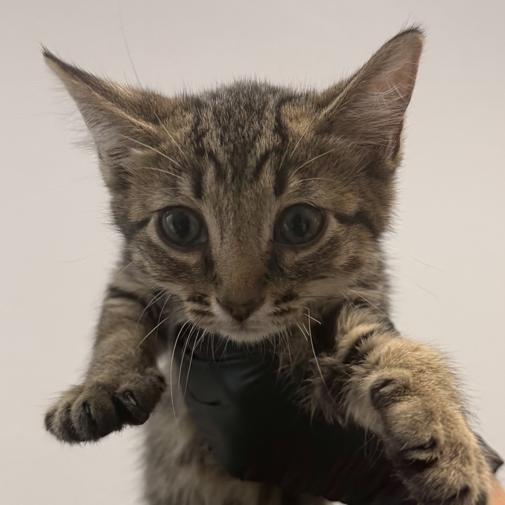 Shelter Stray Female Cat last seen Near Fifth Avenue, San Diego, CA, 92103, 5500 Gaines St, San Diego, CA 92110, USA