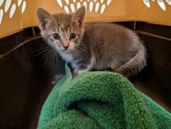 Shelter Stray Female Cat last seen Toyne Street, San Diego, CA, 92102, 5500 Gaines St, San Diego, CA 92110, USA