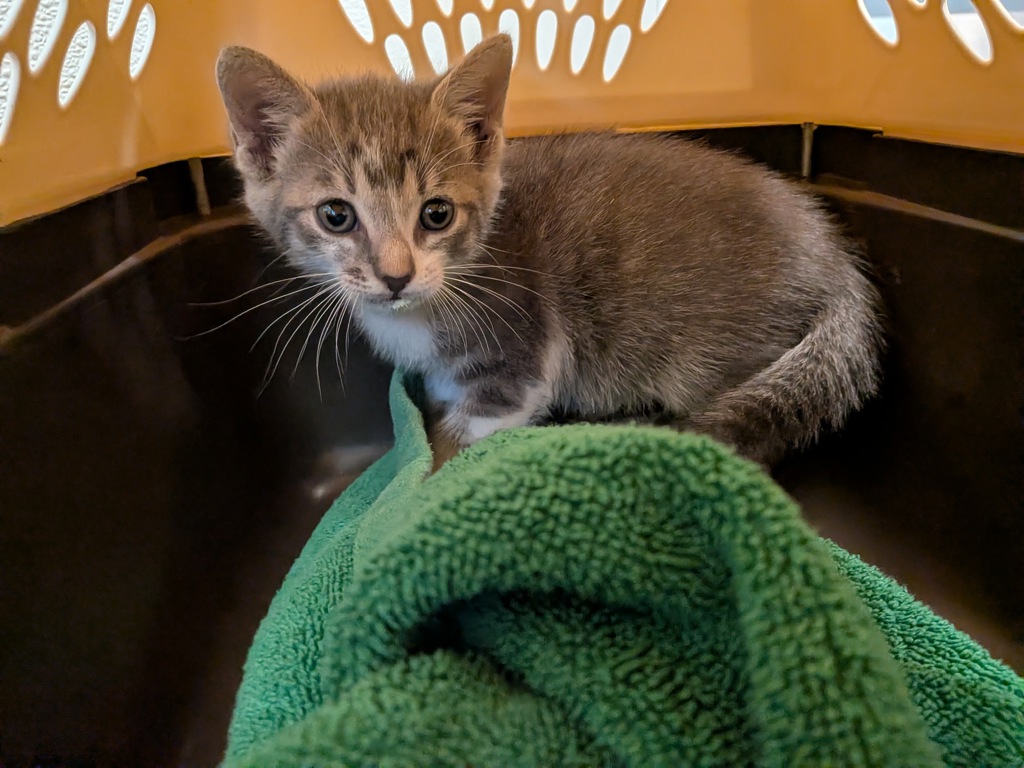 Shelter Stray Female Cat last seen Toyne Street, San Diego, CA, 92102, 5500 Gaines St, San Diego, CA 92110, USA