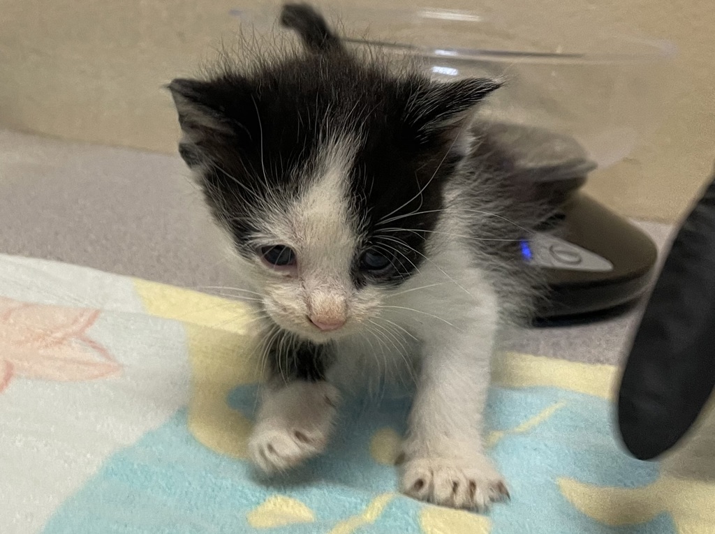 Shelter Stray Male Cat last seen Near Eddie Drive, Vista, CA, 92083, Oceanside, CA 92058, USA