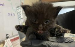 Shelter Stray Male Cat last seen Near Eddie Drive, Vista, CA, 92083, Oceanside, CA 92058, USA