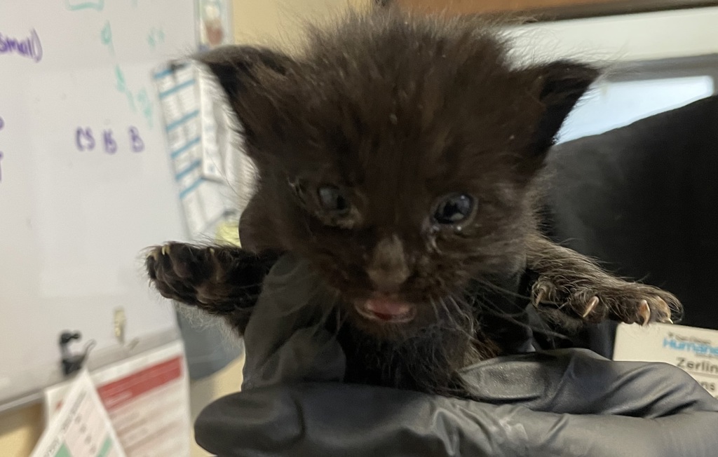 Shelter Stray Male Cat last seen Near Eddie Drive, Vista, CA, 92083, Oceanside, CA 92058, USA