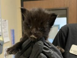 Shelter Stray Male Cat last seen Near Eddie Drive, Vista, CA, 92083, Oceanside, CA 92058, USA