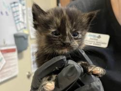 Shelter Stray Female Cat last seen Near Eddie Drive, Vista, CA, 92083, Oceanside, CA 92058, USA