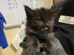 Shelter Stray Female Cat last seen Near Eddie Drive, Vista, CA, 92083, Oceanside, CA 92058, USA