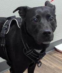 Shelter Stray Female Dog last seen Palm Avenue, Imperial Beach, CA, 91932, 5500 Gaines St, San Diego, CA 92110, USA