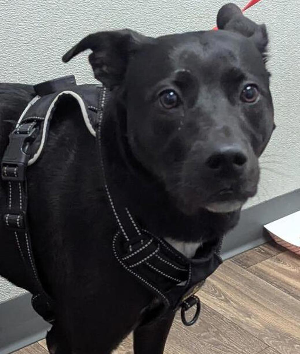 Shelter Stray Female Dog last seen Palm Avenue, Imperial Beach, CA, 91932, 5500 Gaines St, San Diego, CA 92110, USA