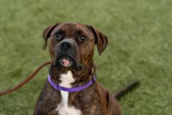 Shelter Stray Male Dog last seen Tijuana River Valley, Imperial Beach, CA, 91932, 5500 Gaines St, San Diego, CA 92110, USA