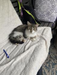 Found/Stray Female Cat last seen 52nd & McKinley st, Omaha, NE 68102