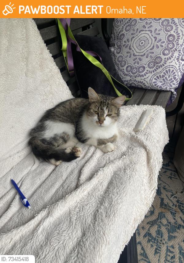Found/Stray Female Cat last seen 52nd & McKinley st, Omaha, NE 68102
