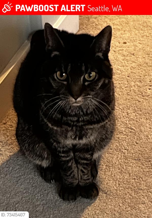 Lost Male Cat last seen 96th and 8th NE Seattle Wa, Seattle, WA 98115