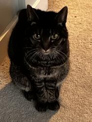 Lost Male Cat last seen 96th and 8th NE Seattle Wa, Seattle, WA 98115
