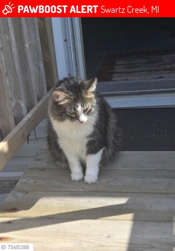 Lost Male Cat last seen Corner of Miller road and Seymore Road in Swartz creek Michigan, Swartz Creek, MI 48473