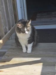 Lost Male Cat last seen Corner of Miller road and Seymore Road in Swartz creek Michigan, Swartz Creek, MI 48473