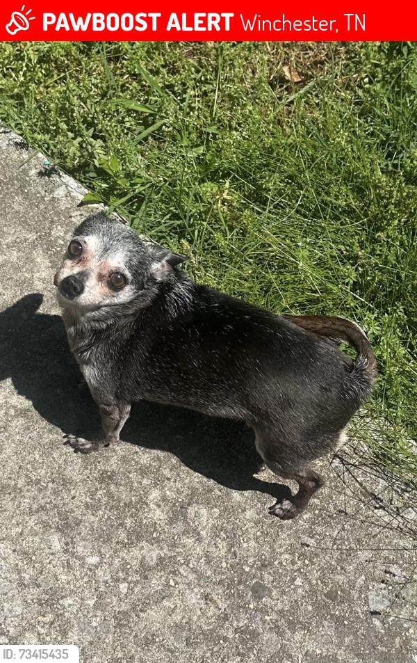 Lost Female Dog last seen Twelve Church parking lot around 12:20am, Winchester, TN 37398