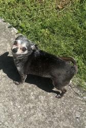Lost Female Dog last seen Twelve Church parking lot around 12:20am, Winchester, TN 37398