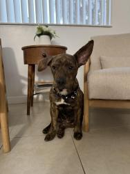 Lost Male Dog last seen sw 232nd st with sw 123th ave close to somerset academy silver palms and charter high, Homestead, FL 33032