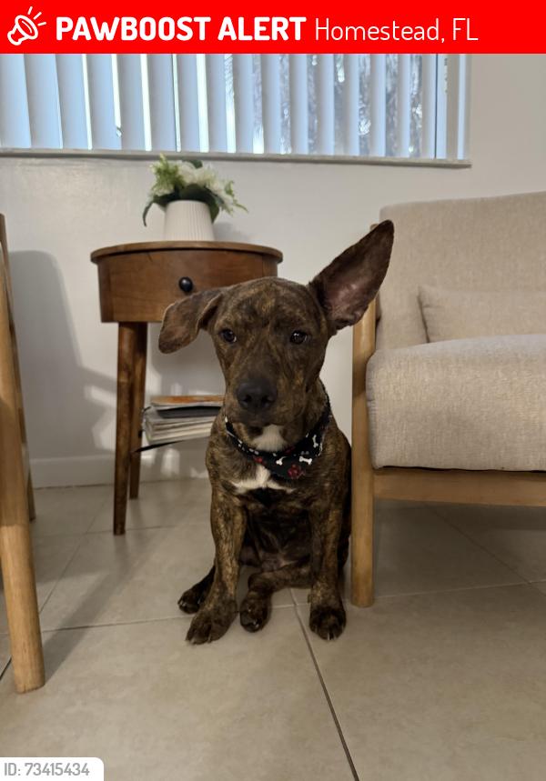 Lost Male Dog last seen sw 232nd st with sw 123th ave close to somerset academy silver palms and charter high, Homestead, FL 33032