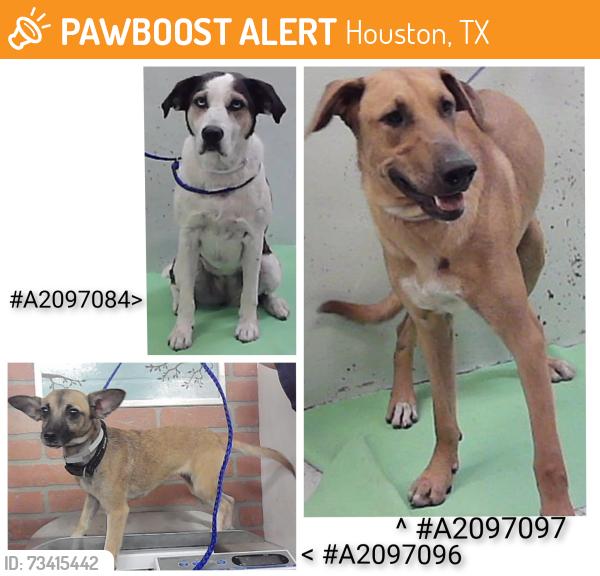 Found/Stray Unknown Dog last seen Royce Ln, Houston, TX 77013