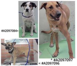 Found/Stray Unknown Dog last seen Royce Ln, Houston, TX 77013