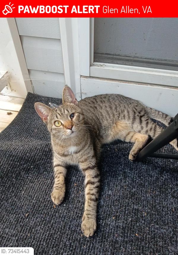 Lost Male Cat last seen Laurel lake skate park, Glen Allen, VA 23060