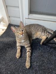 Lost Male Cat last seen Laurel lake skate park, Glen Allen, VA 23060