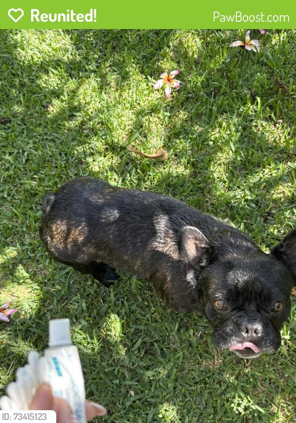 Reunited Male Dog last seen Cardiff Street, San Vicente, Braun Avenue, San Diego, CA 92114