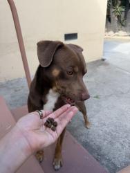 Found/Stray Male Dog last seen Cypress Ave, Los Angeles, CA 90065