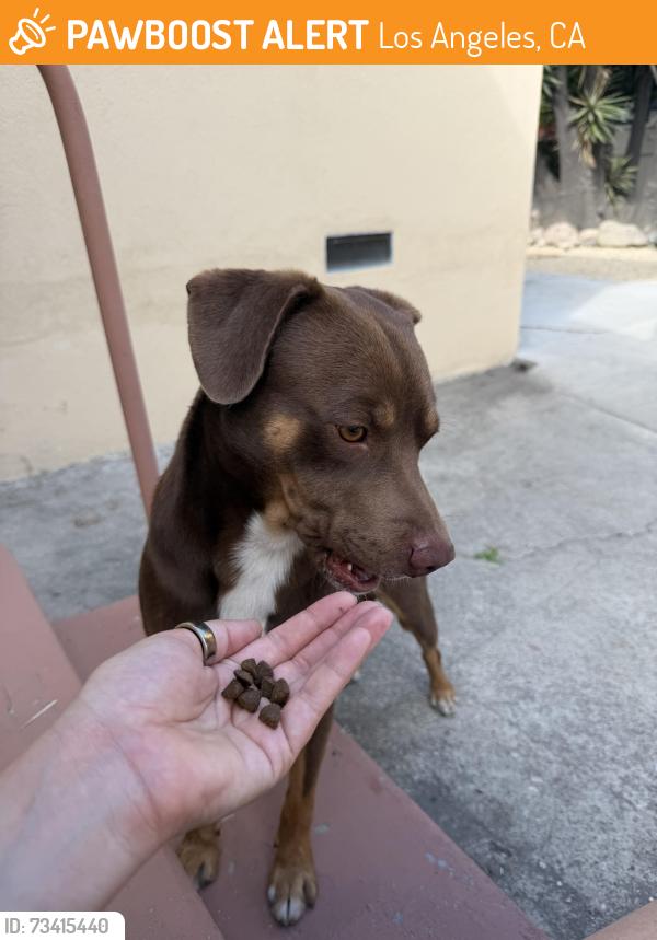 Found/Stray Male Dog last seen Cypress Ave, Los Angeles, CA 90065