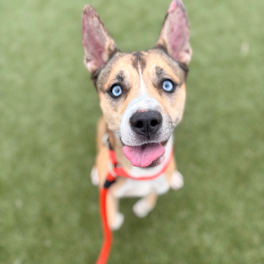 Shelter Stray Female Dog last seen , Animal Care & Control Team of Philly, 111 W Hunting Park Ave, Philadelphia, PA 19140, USA