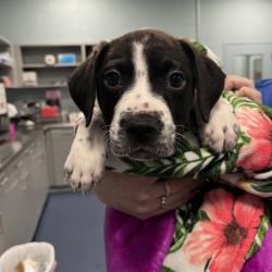Shelter Stray Female Dog last seen , 980 Guilford College Rd, Greensboro, NC 27409, USA