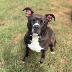 Shelter Stray Female Dog last seen , 328 Furman Hall Rd, Greenville, SC 29609, USA