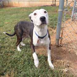 Shelter Stray Male Dog last seen , 328 Furman Hall Rd, Greenville, SC 29609, USA