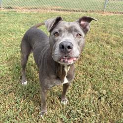 Shelter Stray Female Dog last seen , 328 Furman Hall Rd, Greenville, SC 29609, USA
