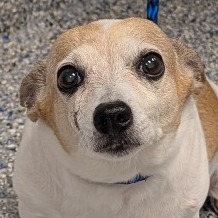 Shelter Stray Female Dog last seen , 328 Furman Hall Rd, Greenville, SC 29609, USA
