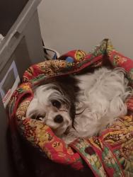 Lost Female Dog last seen Sexton gin rd, Anderson County, SC 29655