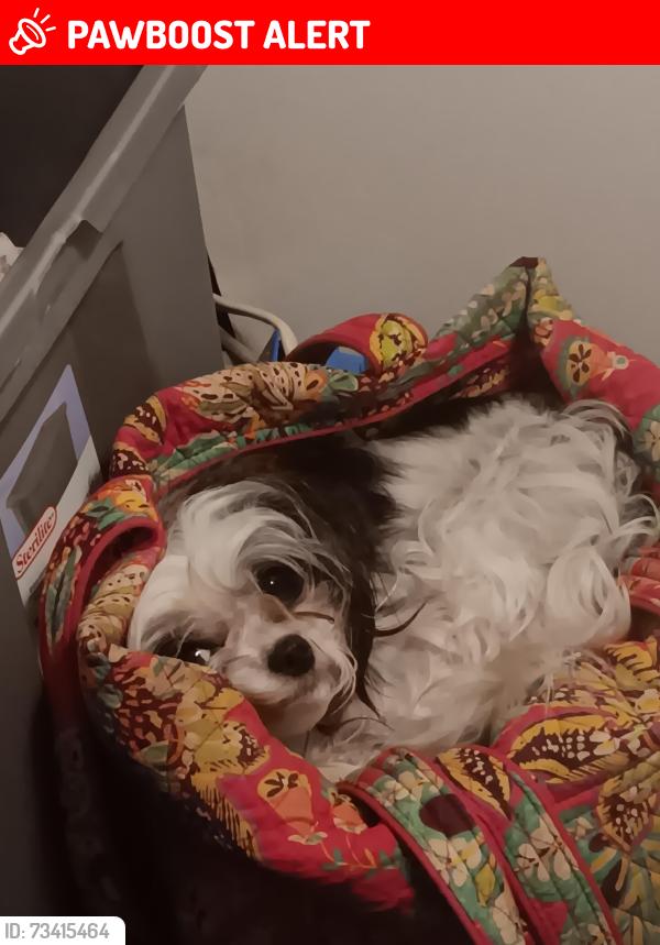 Lost Female Dog last seen Sexton gin rd, Anderson County, SC 29655