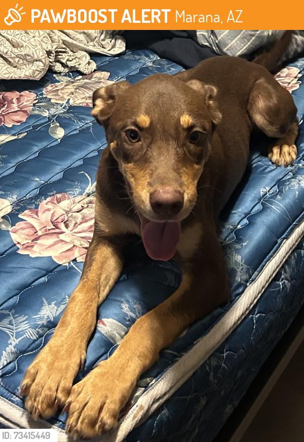 Found/Stray Female Dog last seen Road runner elementary, Marana, AZ 85653