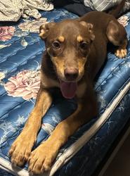 Found/Stray Female Dog last seen Road runner elementary, Marana, AZ 85653