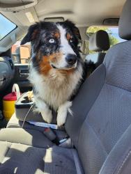 Found/Stray Male Dog last seen Ottawa Ave, Riverside, CA 92507