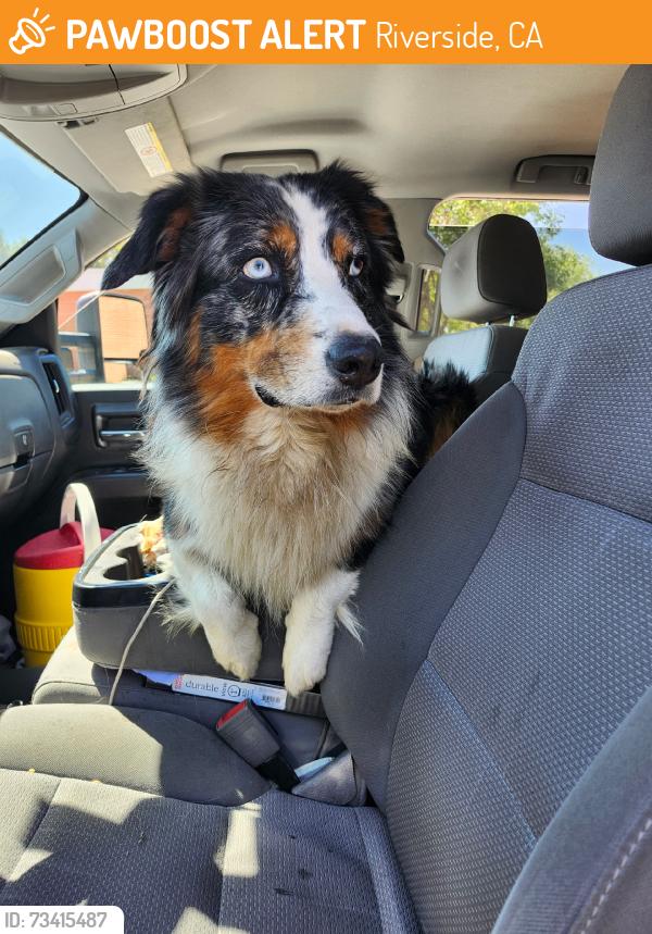Found/Stray Male Dog last seen Ottawa Ave, Riverside, CA 92507