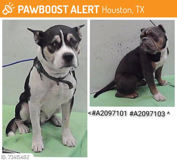 Found/Stray Male Dog last seen Wenda 77033, Houston, TX 77033