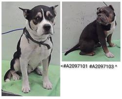 Found/Stray Male Dog last seen Wenda 77033, Houston, TX 77033