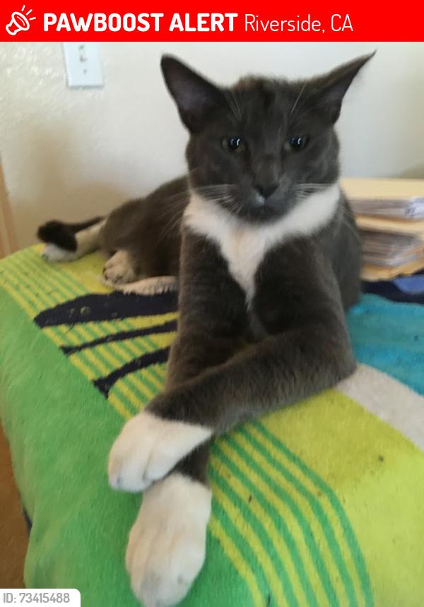 Lost Male Cat last seen Barton Rd & Alessandro Blvd, Riverside, CA 92508